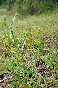 Spiranthes spiralis (Orchidaceae)  - Spiranthe d'automne, Spiranthe spiralée - Autumn Lady's-tresses Pas-de-Calais [France] 17/08/2003 - 80m