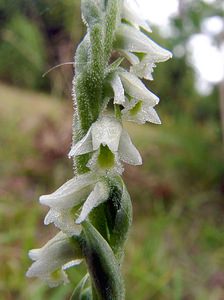 Spiranthes spiralis (Orchidaceae)  - Spiranthe d'automne, Spiranthe spiralée - Autumn Lady's-tresses Pas-de-Calais [France] 17/08/2003 - 80m