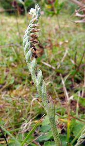 Spiranthes spiralis (Orchidaceae)  - Spiranthe d'automne, Spiranthe spiralée - Autumn Lady's-tresses Pas-de-Calais [France] 17/08/2003 - 80m