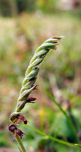 Spiranthes spiralis (Orchidaceae)  - Spiranthe d'automne, Spiranthe spiralée - Autumn Lady's-tresses Pas-de-Calais [France] 17/08/2003 - 80m