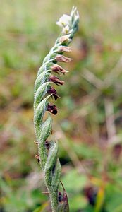 Spiranthes spiralis (Orchidaceae)  - Spiranthe d'automne, Spiranthe spiralée - Autumn Lady's-tresses Pas-de-Calais [France] 17/08/2003 - 80m