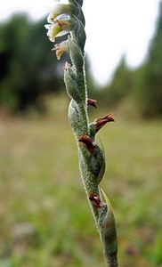 Spiranthes spiralis (Orchidaceae)  - Spiranthe d'automne, Spiranthe spiralée - Autumn Lady's-tresses Pas-de-Calais [France] 17/08/2003 - 80m