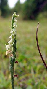 Spiranthes spiralis (Orchidaceae)  - Spiranthe d'automne, Spiranthe spiralée - Autumn Lady's-tresses Pas-de-Calais [France] 17/08/2003 - 80m