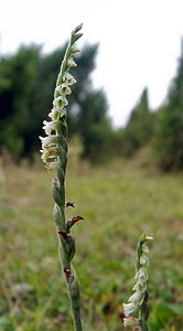 Spiranthes spiralis (Orchidaceae)  - Spiranthe d'automne, Spiranthe spiralée - Autumn Lady's-tresses Pas-de-Calais [France] 17/08/2003 - 80m