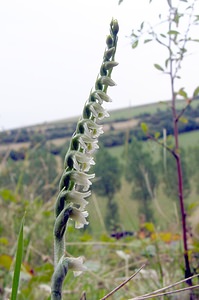 Spiranthes spiralis (Orchidaceae)  - Spiranthe d'automne, Spiranthe spiralée - Autumn Lady's-tresses Pas-de-Calais [France] 17/08/2003 - 80m