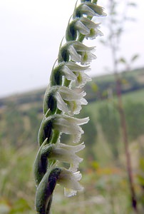 Spiranthes spiralis (Orchidaceae)  - Spiranthe d'automne, Spiranthe spiralée - Autumn Lady's-tresses Pas-de-Calais [France] 17/08/2003 - 80m