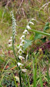 Spiranthes spiralis (Orchidaceae)  - Spiranthe d'automne, Spiranthe spiralée - Autumn Lady's-tresses Pas-de-Calais [France] 17/08/2003 - 80m