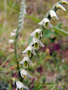 Spiranthes spiralis (Orchidaceae)  - Spiranthe d'automne, Spiranthe spiralée - Autumn Lady's-tresses Pas-de-Calais [France] 17/08/2003 - 80m