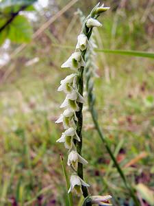 Spiranthes spiralis (Orchidaceae)  - Spiranthe d'automne, Spiranthe spiralée - Autumn Lady's-tresses Pas-de-Calais [France] 17/08/2003 - 80m