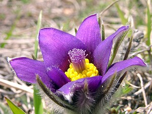 Pulsatilla vulgaris (Ranunculaceae)  - Pulsatille commune, Anémone pulsatille - Pasqueflower Aisne [France] 27/03/2004 - 190m
