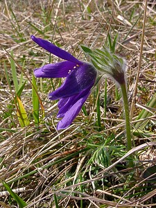 Pulsatilla vulgaris (Ranunculaceae)  - Pulsatille commune, Anémone pulsatille - Pasqueflower Aisne [France] 27/03/2004 - 190m