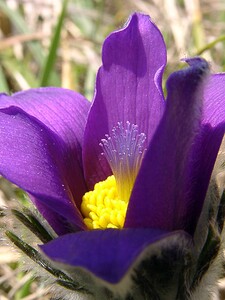 Pulsatilla vulgaris (Ranunculaceae)  - Pulsatille commune, Anémone pulsatille - Pasqueflower Aisne [France] 27/03/2004 - 190m