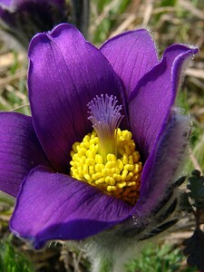 Pulsatilla vulgaris (Ranunculaceae)  - Pulsatille commune, Anémone pulsatille - Pasqueflower Aisne [France] 27/03/2004 - 190m