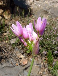 Allium roseum (Amaryllidaceae)  - Ail rose - Rosy Garlic Aude [France] 25/04/2004 - 160m