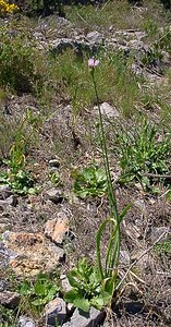 Allium roseum (Amaryllidaceae)  - Ail rose - Rosy Garlic Aude [France] 25/04/2004 - 160m