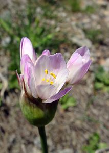Allium roseum (Amaryllidaceae)  - Ail rose - Rosy Garlic Aude [France] 25/04/2004 - 160m