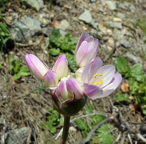 Allium roseum (Amaryllidaceae)  - Ail rose - Rosy Garlic Aude [France] 25/04/2004 - 160m