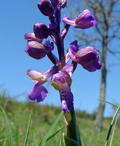 Anacamptis morio (Orchidaceae)  - Anacamptide bouffon, Orchis bouffon Aude [France] 24/04/2004 - 430m