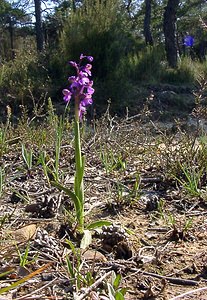 Anacamptis morio (Orchidaceae)  - Anacamptide bouffon, Orchis bouffon Herault [France] 26/04/2004 - 430m