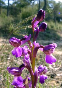 Anacamptis morio (Orchidaceae)  - Anacamptide bouffon, Orchis bouffon Herault [France] 26/04/2004 - 430m