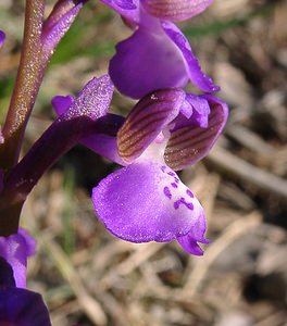 Anacamptis morio (Orchidaceae)  - Anacamptide bouffon, Orchis bouffon Herault [France] 26/04/2004 - 430m