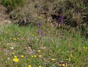 Anacamptis morio (Orchidaceae)  - Anacamptide bouffon, Orchis bouffon Herault [France] 26/04/2004 - 430m