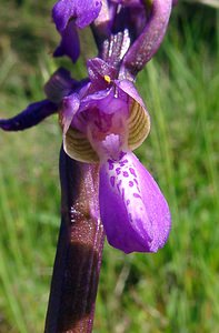 Anacamptis morio (Orchidaceae)  - Anacamptide bouffon, Orchis bouffon Herault [France] 26/04/2004 - 430m