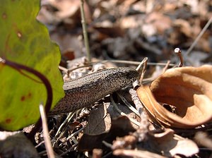 Anguis fragilis (Anguidae)  - Orvet fragile - Slow Worm Oise [France] 12/04/2004 - 110m