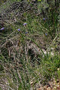 Aphyllanthes monspeliensis (Asparagaceae)  - Aphyllanthe de Montpellier, oeillet bleu de Montpellier, Jonciole, Bragalou Aude [France] 24/04/2004 - 600m