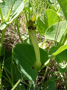 Aristolochia paucinervis (Aristolochiaceae)  - Aristoloche à nervures peu nombreuses, Aristoloche peu nervée Herault [France] 21/04/2004 - 130m