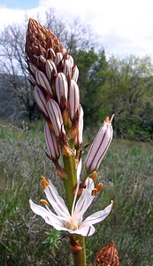 Asphodelus cerasiferus (Asphodelaceae)  - Asphodèle porte-cerise, Asphodèle de Chambeiron, Asphodèle-cerise Herault [France] 20/04/2004 - 510m