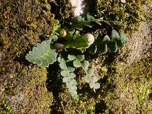 Asplenium ceterach (Aspleniaceae)  - Doradille cétérac, cétérac officinal, Cétérac, Cétérach - Rustyback Gard [France] 19/04/2004 - 610m