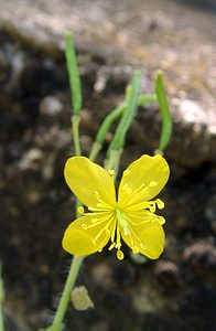 Chelidonium majus (Papaveraceae)  - Grande chélidoine, Grande éclaire - Greater Celandine Herault [France] 26/04/2004 - 290m