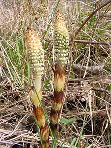 Equisetum telmateia (Equisetaceae)  - Grande prêle, Prêle d'ivoire - Great Horsetail Marne [France] 03/04/2004 - 170m