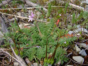 Erodium cicutarium (Geraniaceae)  - Érodium à feuilles de ciguë, Bec-de-grue - Common Stork's-bill Herault [France] 20/04/2004 - 510m