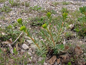 Euphorbia nicaeensis (Euphorbiaceae)  - Euphorbe de Nice Herault [France] 20/04/2004 - 400m