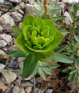 Euphorbia nicaeensis (Euphorbiaceae)  - Euphorbe de Nice Herault [France] 20/04/2004 - 400m