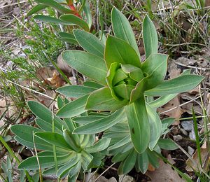 Euphorbia nicaeensis (Euphorbiaceae)  - Euphorbe de Nice Herault [France] 20/04/2004 - 400m