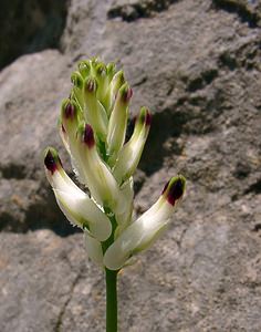 Fumaria capreolata (Papaveraceae)  - Fumeterre grimpante, Fumeterre capréolée, Fumeterre blanche - White Ramping-fumitory Herault [France] 26/04/2004 - 290m