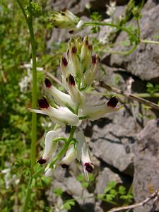 Fumaria capreolata (Papaveraceae)  - Fumeterre grimpante, Fumeterre capréolée, Fumeterre blanche - White Ramping-fumitory Herault [France] 26/04/2004 - 290m