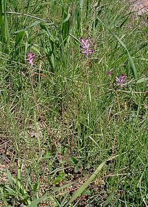 Fumaria officinalis (Papaveraceae)  - Fumeterre officinale, Herbe à la veuve - Common Fumitory Herault [France] 21/04/2004 - 130m