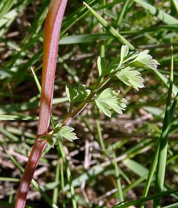 Fumaria officinalis (Papaveraceae)  - Fumeterre officinale, Herbe à la veuve - Common Fumitory Herault [France] 21/04/2004 - 130m