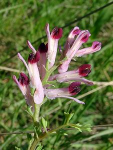 Fumaria officinalis (Papaveraceae)  - Fumeterre officinale, Herbe à la veuve - Common Fumitory Herault [France] 21/04/2004 - 130m