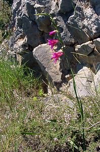 Gladiolus gallaecicus (Iridaceae)  - Glaïeul de Galice Aude [France] 25/04/2004 - 160m