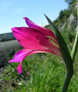 Gladiolus gallaecicus (Iridaceae)  - Glaïeul de Galice Aude [France] 25/04/2004 - 160m