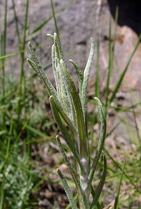 Helichrysum stoechas (Asteraceae)  - Hélichryse stoechade, Immortelle stoechade, Immortelle des dunes, Immortelle jaune Aude [France] 25/04/2004 - 160m