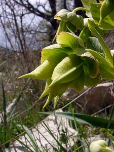 Helleborus foetidus (Ranunculaceae)  - Ellébore fétide, Pied-de-griffon - Stinking Hellebore Herault [France] 20/04/2004 - 510m