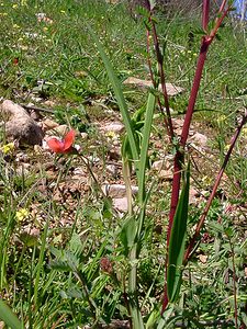 Lathyrus cicera (Fabaceae)  - Gesse pois-chiche, Gessette, Jarosse - Red Vetchling Herault [France] 21/04/2004 - 130m