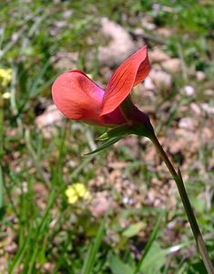 Lathyrus cicera (Fabaceae)  - Gesse pois-chiche, Gessette, Jarosse - Red Vetchling Herault [France] 21/04/2004 - 130m