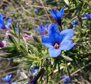 Lithodora fruticosa (Boraginaceae)  - Lithodore ligneuse, Grémil ligneux Aude [France] 25/04/2004 - 290m